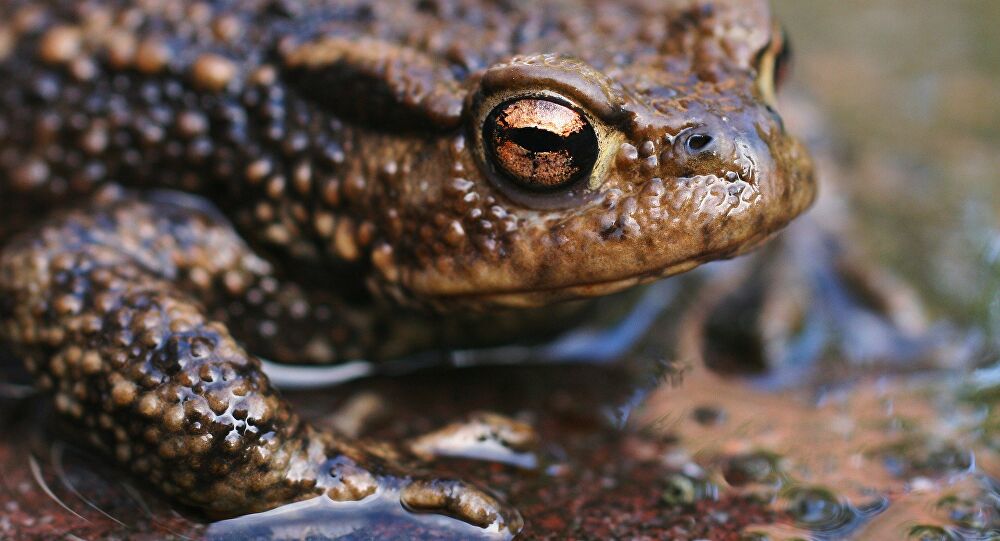 el sapo kuartam leyendas infantiles