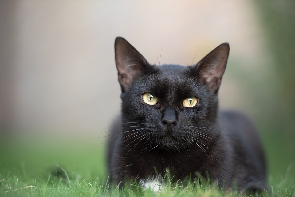 leyenda del gato negro