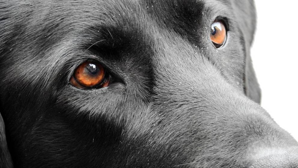 leyenda de los ojos de los perros