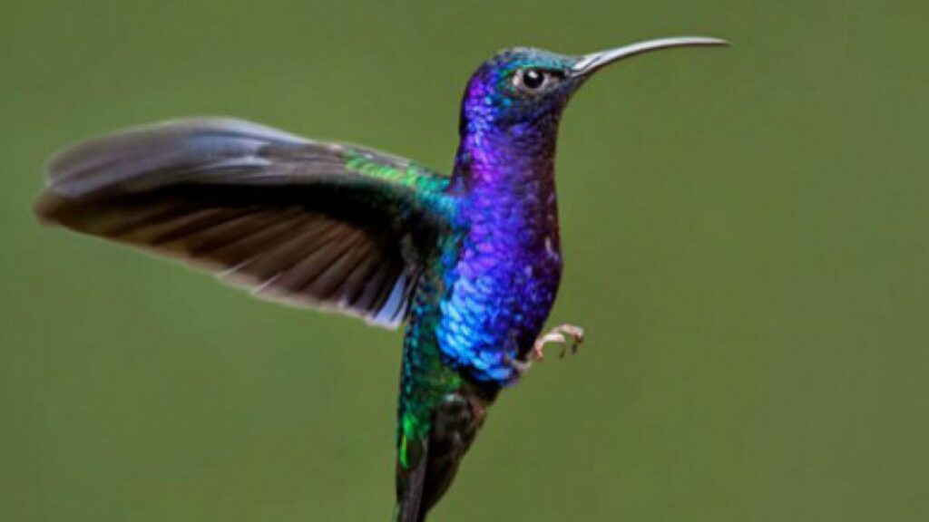 leyenda del colibri